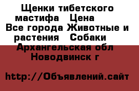 Щенки тибетского мастифа › Цена ­ 80 - Все города Животные и растения » Собаки   . Архангельская обл.,Новодвинск г.